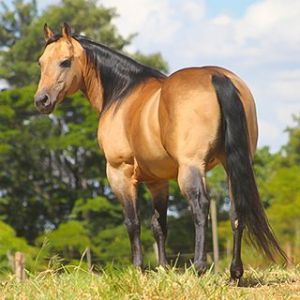 Cobertura de cavalos